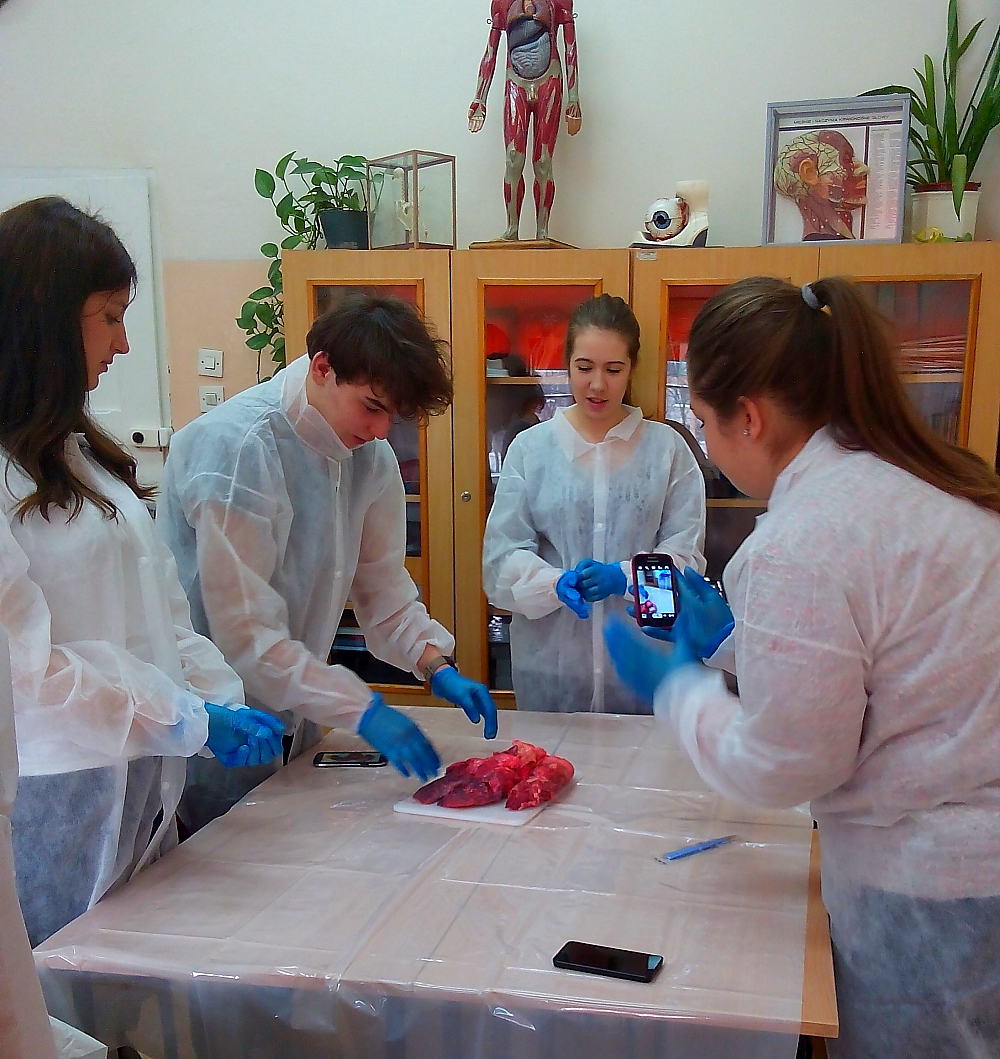 Anatomia czlowieka